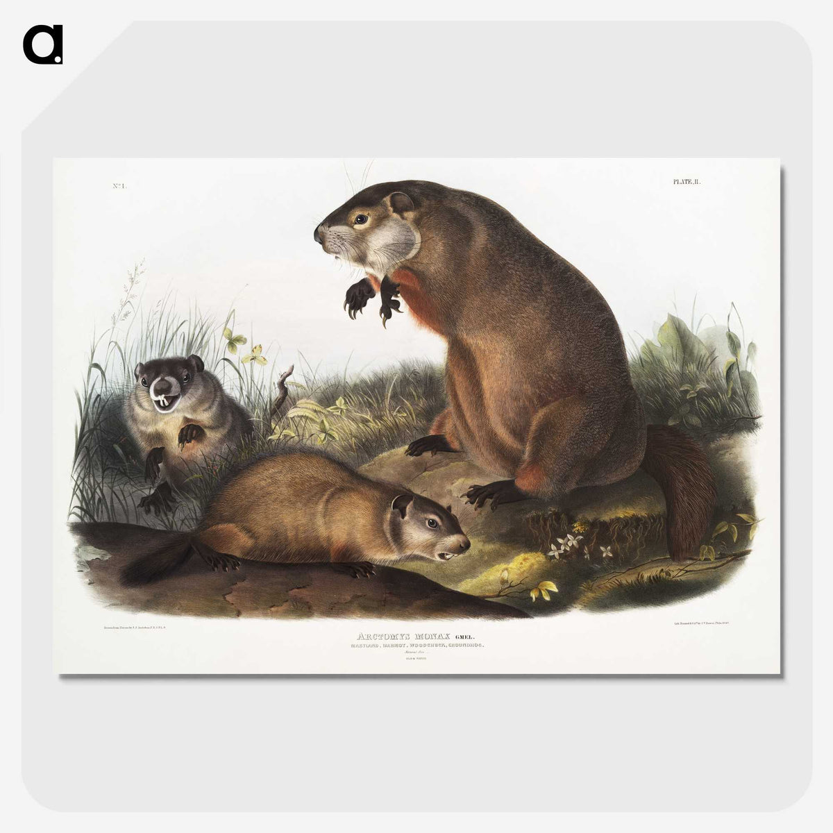 1-41_The-Viviparous-Quadrupeds_picture-crop