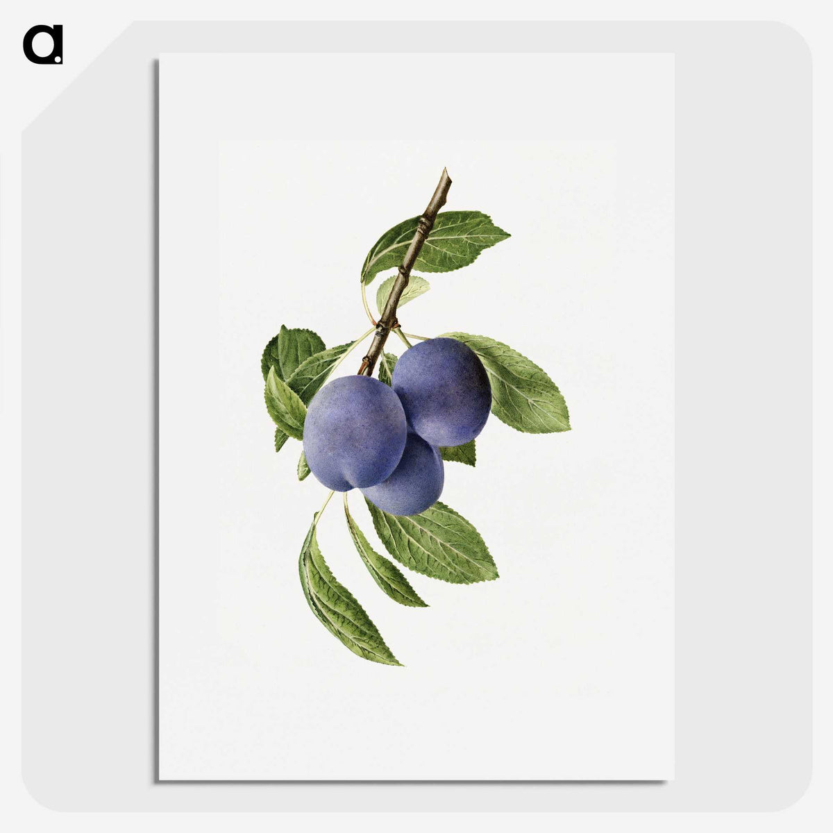 1-41_USDA-Watercolor-Fruit-Painting-Collection_picture