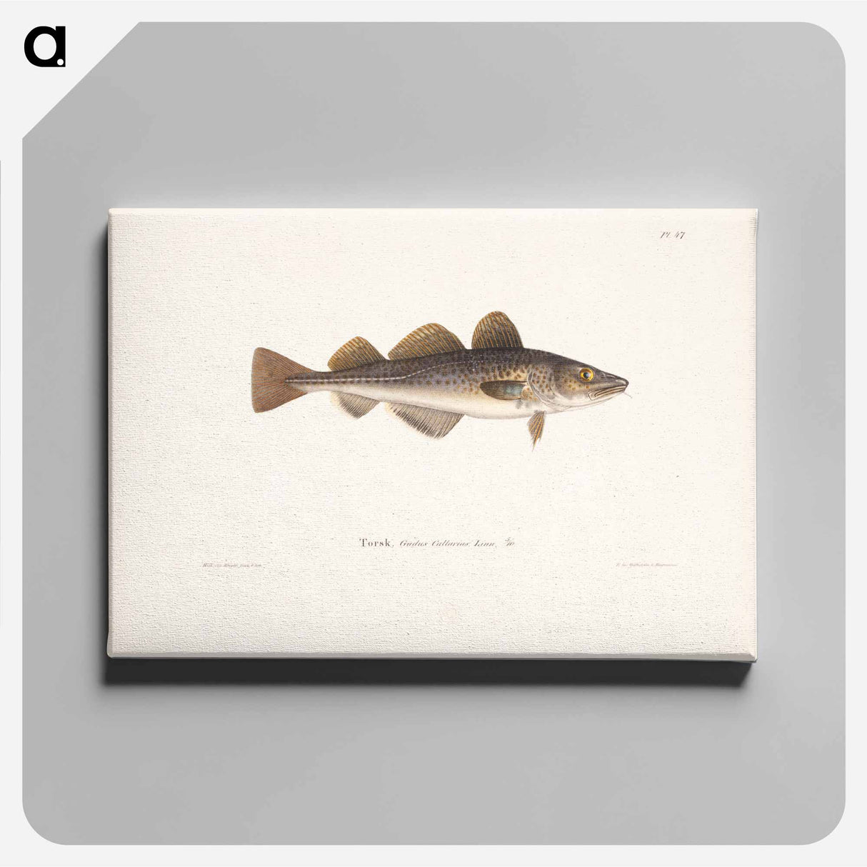 Cod - Wilhelm von Wright Canvas.