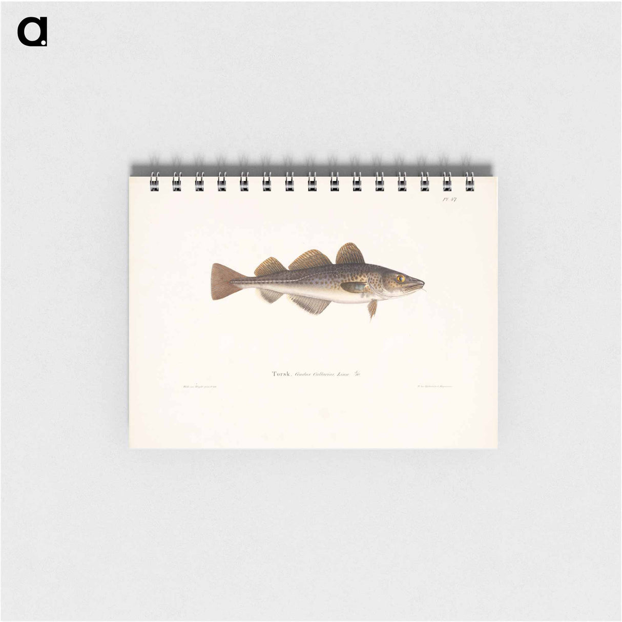 Cod - ヴィルヘルム フォン ライト Memo.