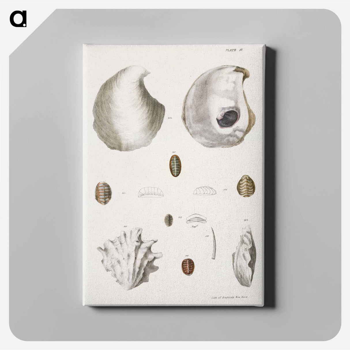 Different types of seashells illustration from Zoology of New York by James Ellsworth De Kay - ニューヨークの動物学 Canvas.