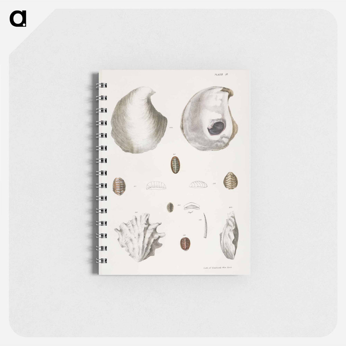 Different types of seashells illustration from Zoology of New York by James Ellsworth De Kay - ニューヨークの動物学 Memo.