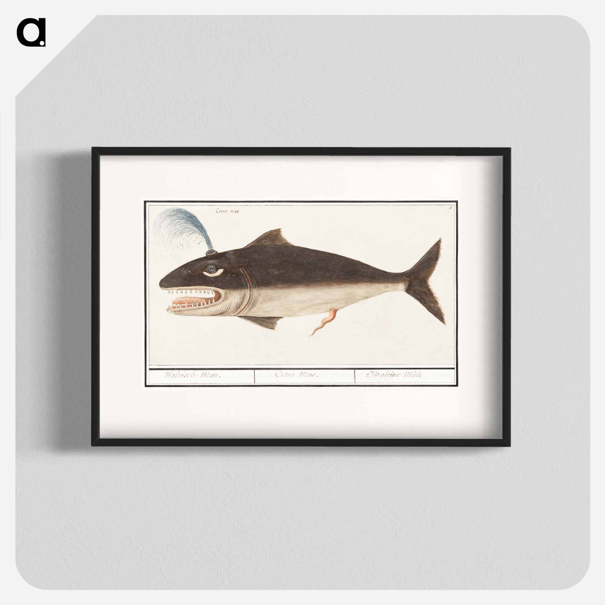 Whale, Cetus - アンセルムス ボエティウス デ ブート Poster.
