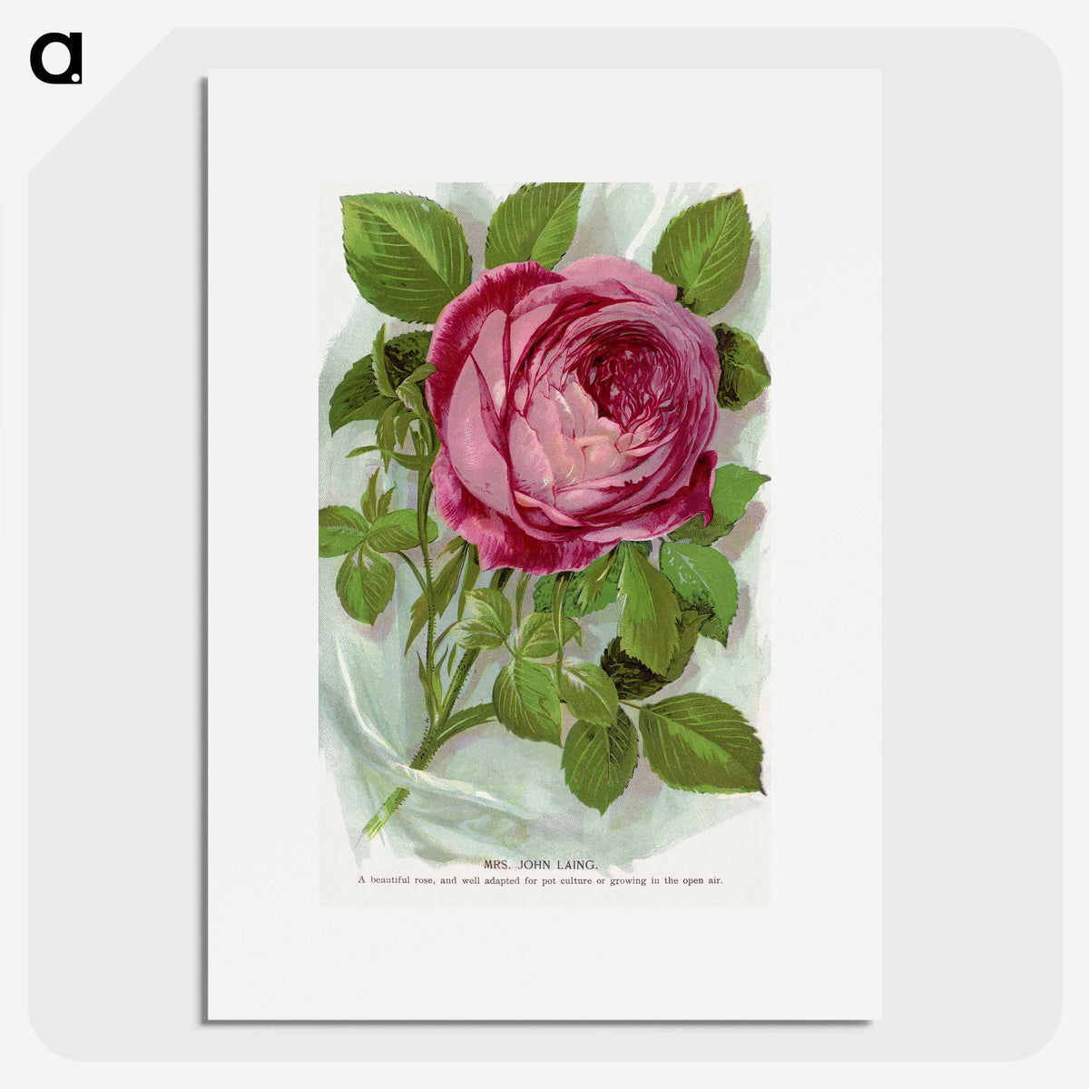 1-42_Botanical-Specimen-Plates_picture