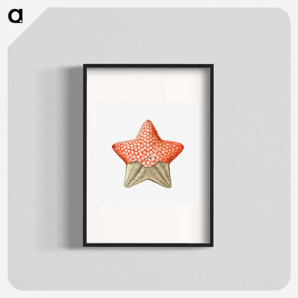 Vintage starfish marine life illustration - エルンスト ヘッケル Poster.
