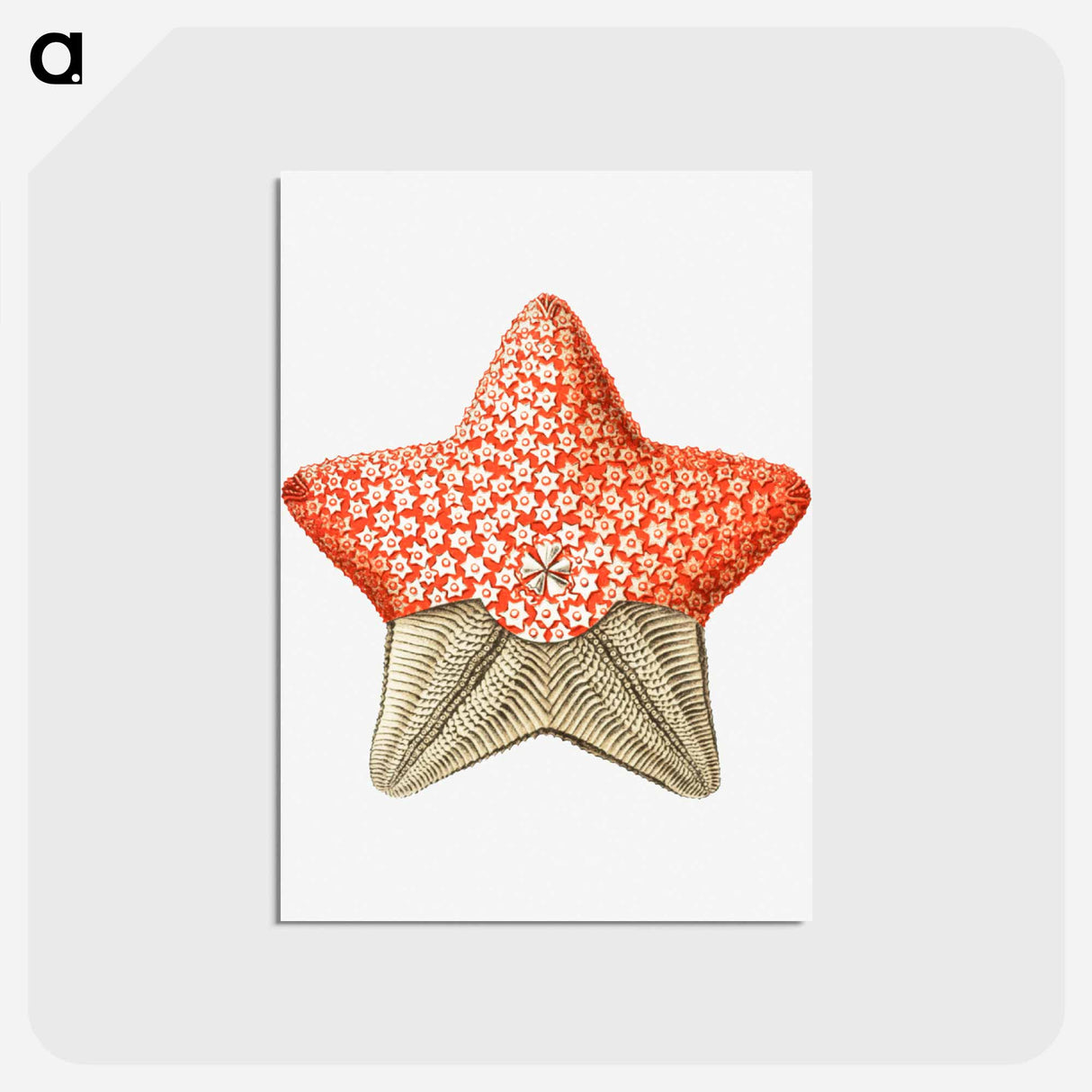 アートポストカード-Vintage starfish marine life illustration - エルンスト ヘッケル Postcard.