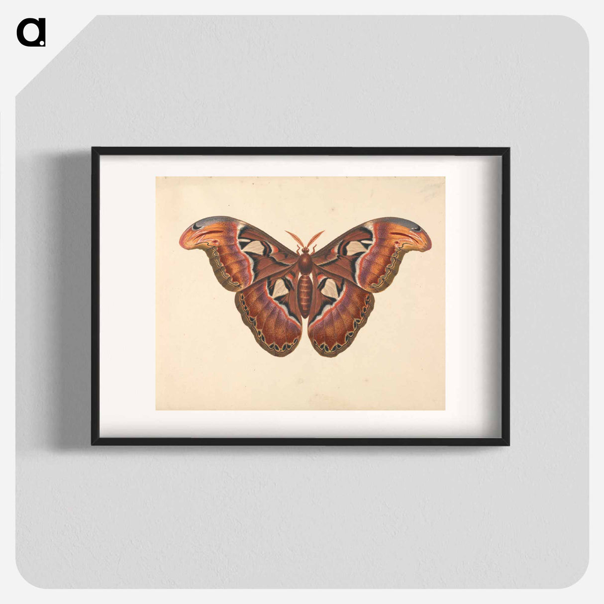 アートポスター-Atlas Moth
- ジョージ エドワーズ Poster.