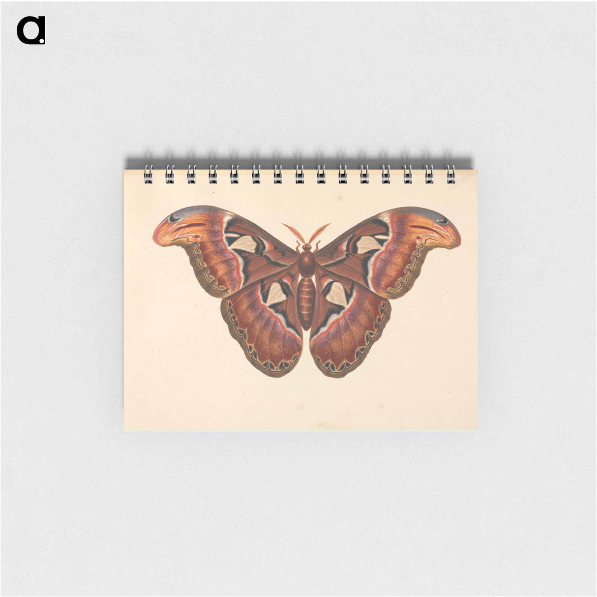 アートメモ帳-Atlas Moth
- ジョージ エドワーズ Memo.