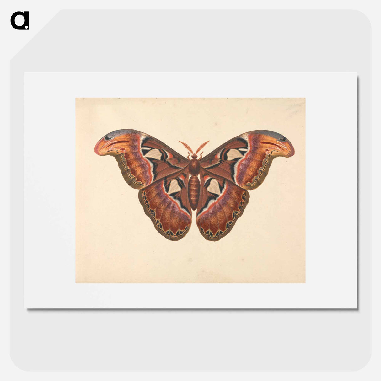 アートポスター-Atlas Moth
- ジョージ エドワーズ Poster.