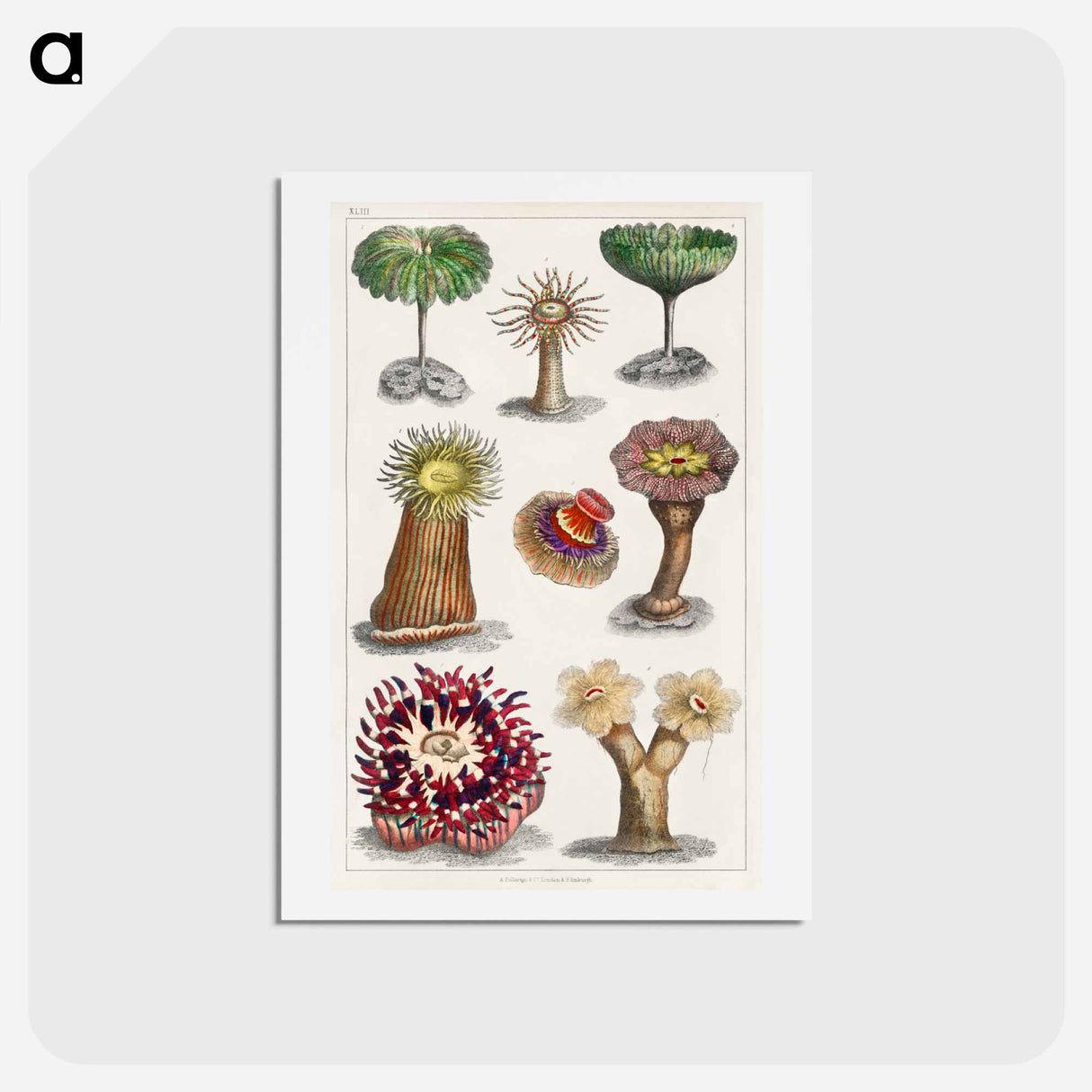 アートポストカード-Actiniae, or Animal Flowers
- ゴールドスミスの生き生きとした自然 Postcard.