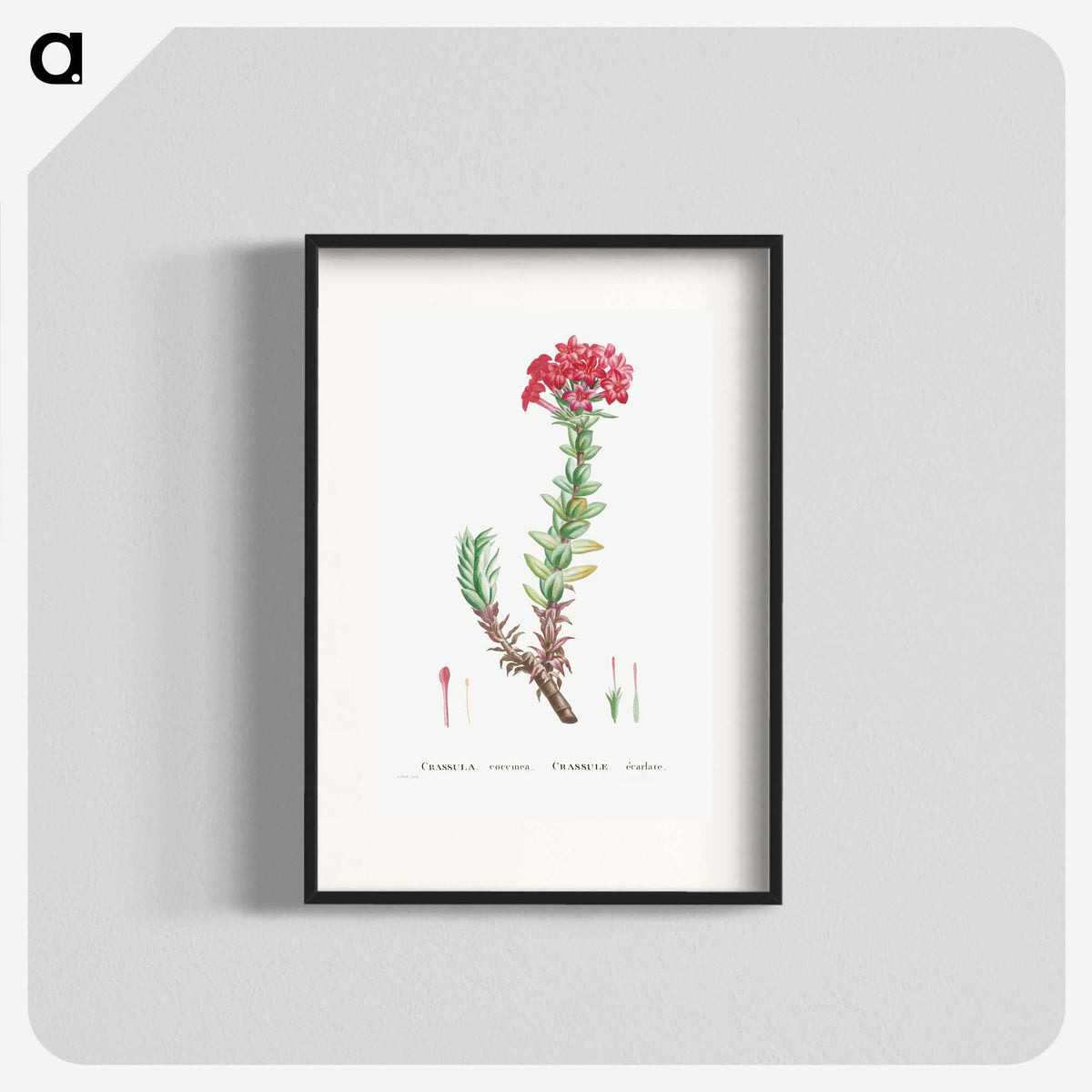 1-42_Histoire-des-Plantes-Grasses_blk