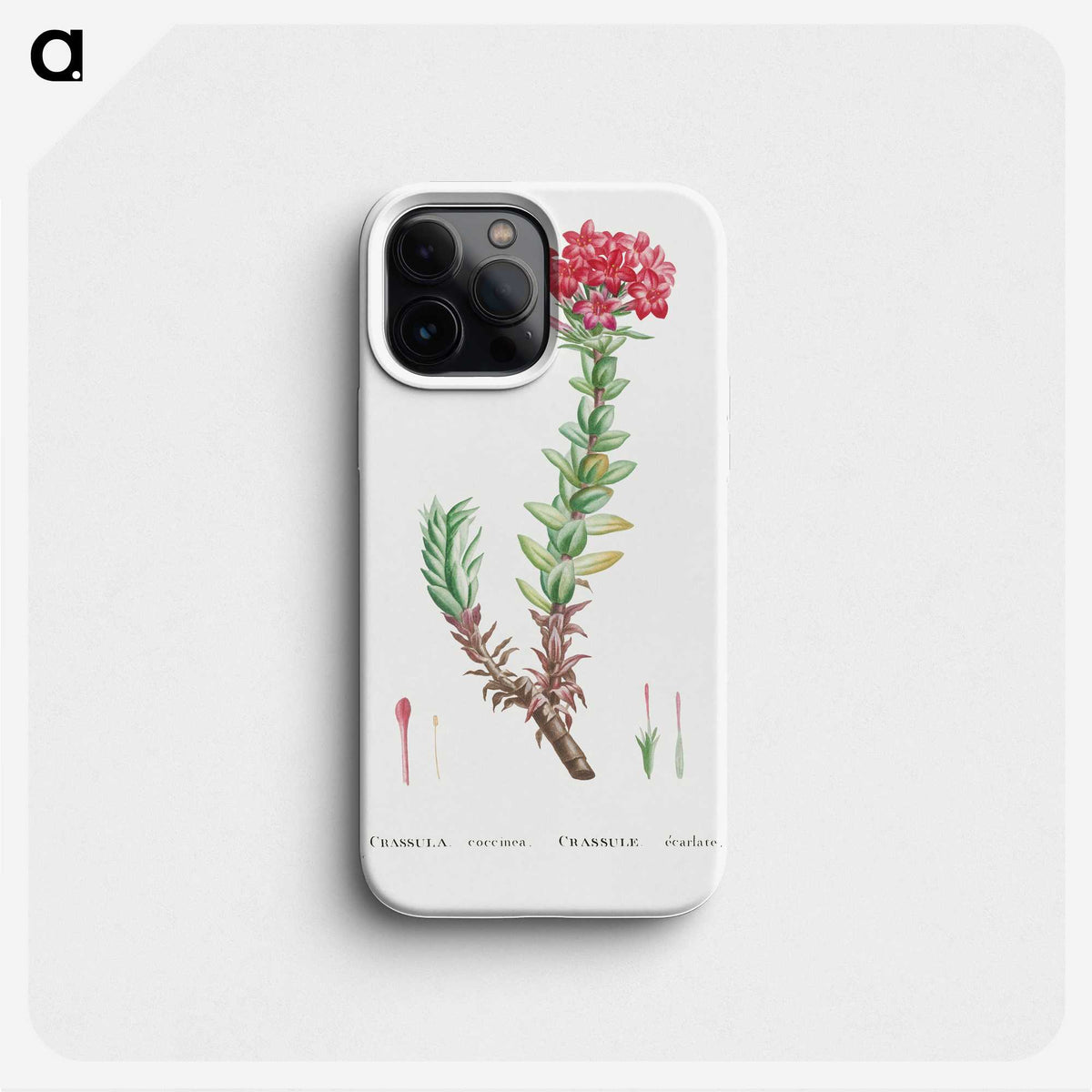 1-42_Histoire-des-Plantes-Grasses_phone