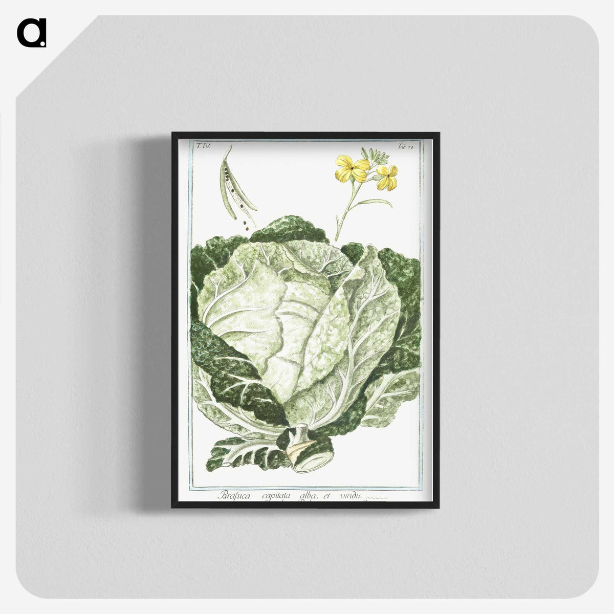 1-42_Hortus-Romanus-Botanical-Plates_blk-crop