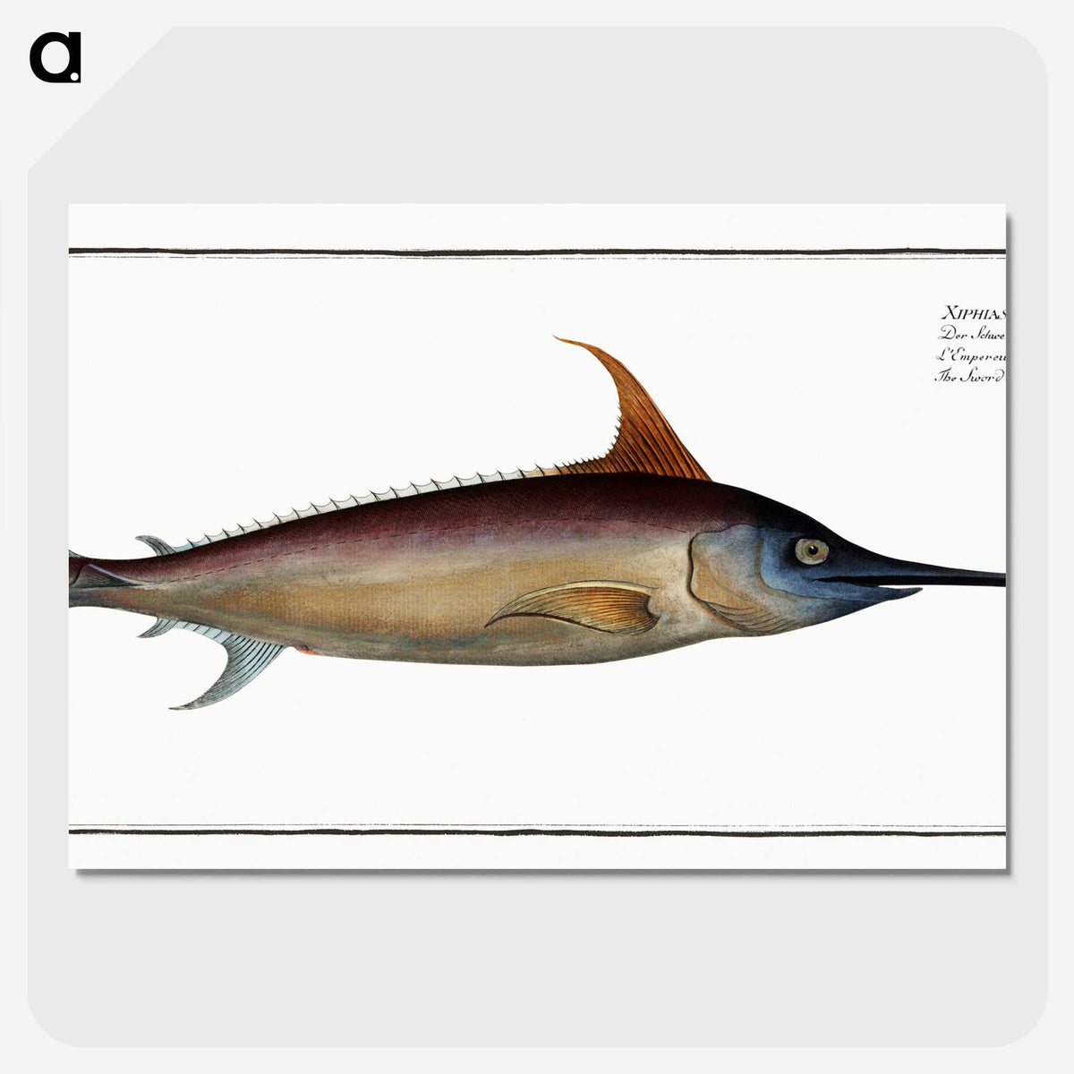 1-42_Ichtyologie-ou-Histoire-naturelle_picture-crop