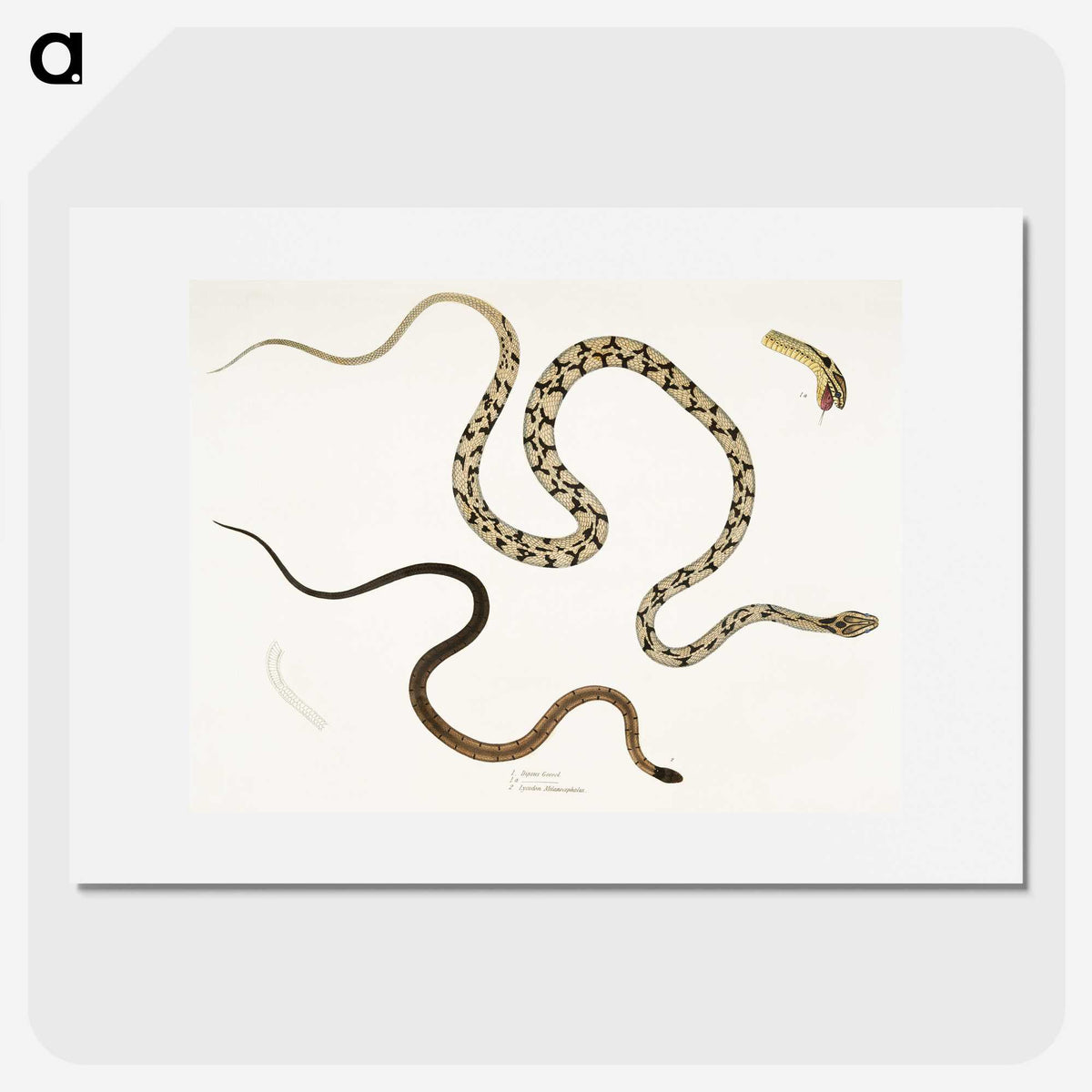 1-42_Indian-Zoology_picture