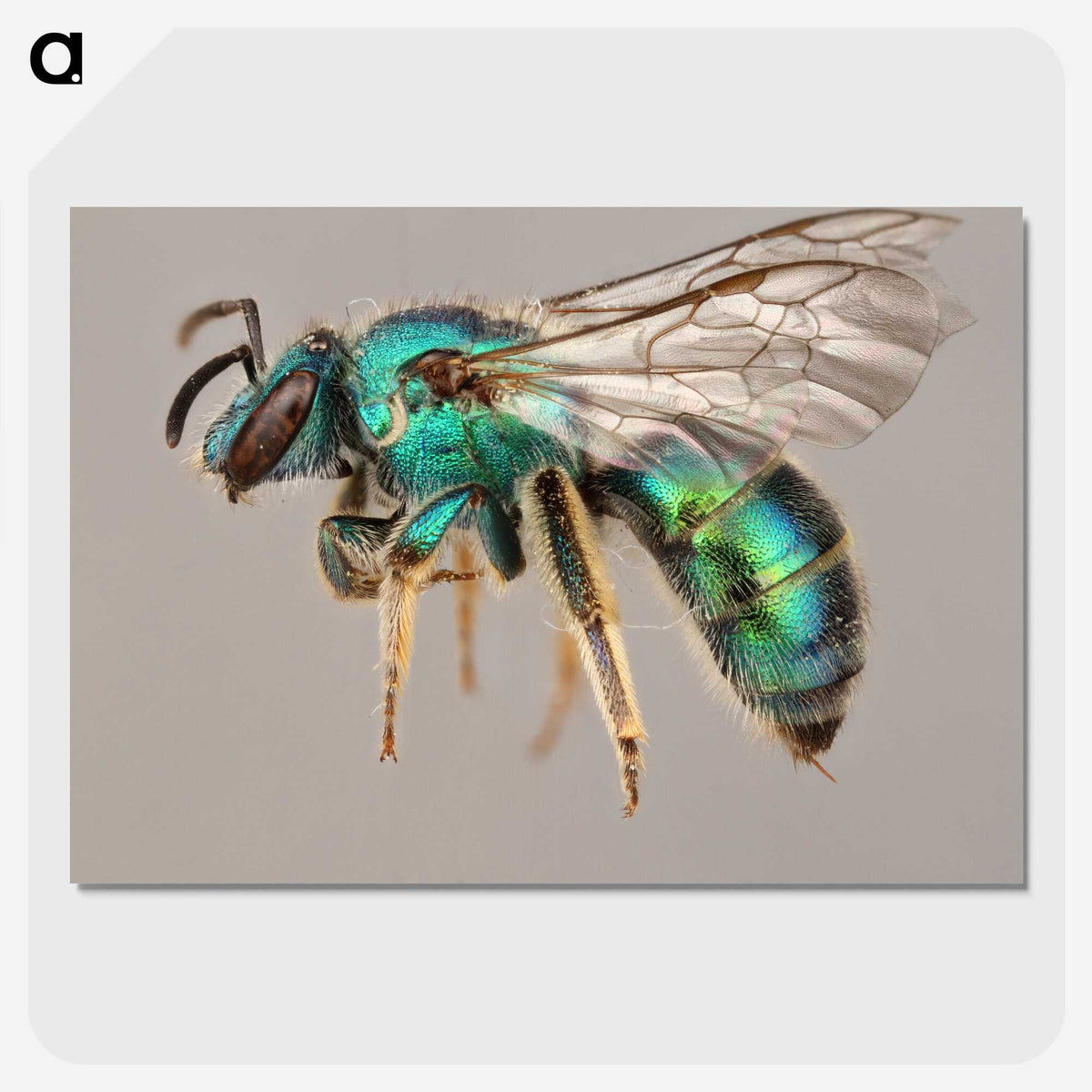 1-42_Insects-Unlocked-Project_picture-crop