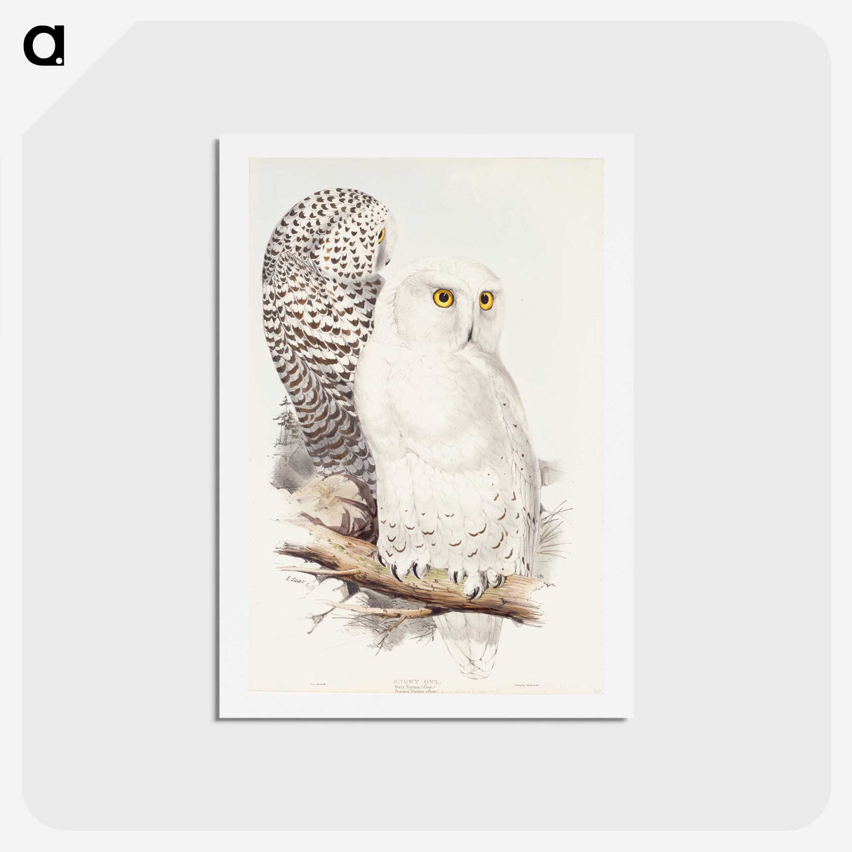 1-42_John-Gould_hagaki