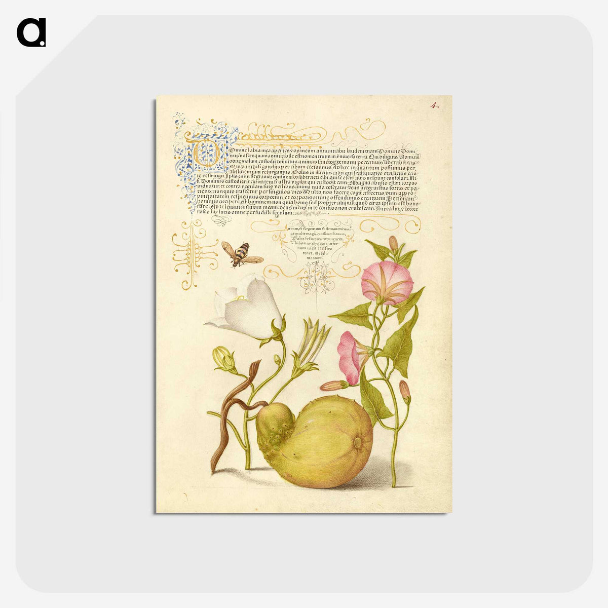 1-42_Joris-Hoefnagel_postcard