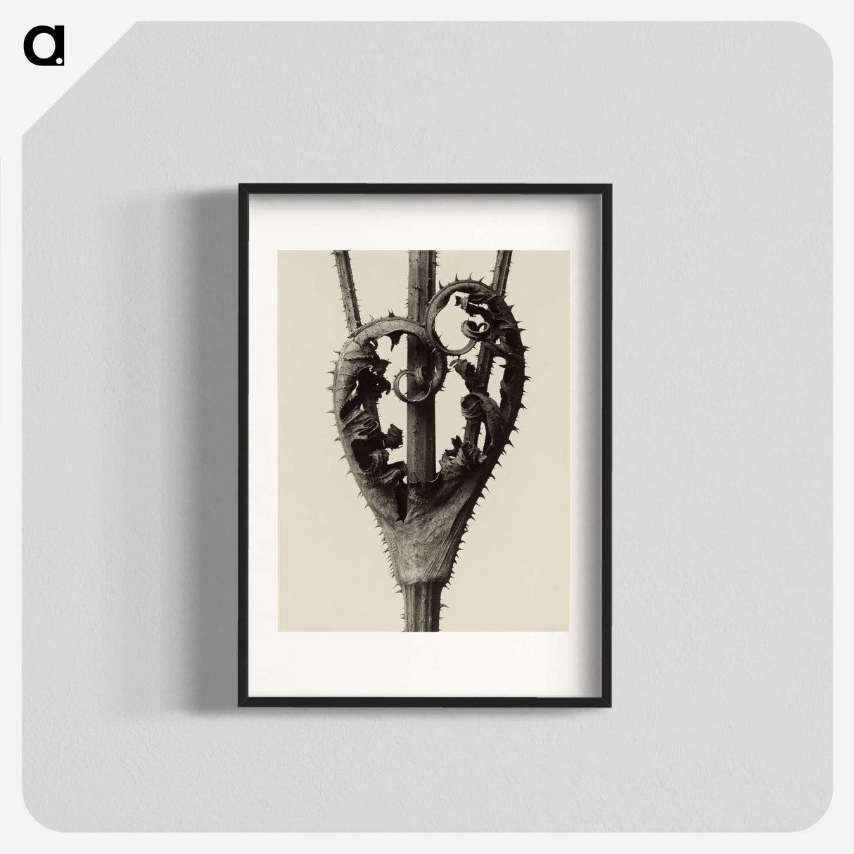 1-42_Karl-Blossfeldt_blk
