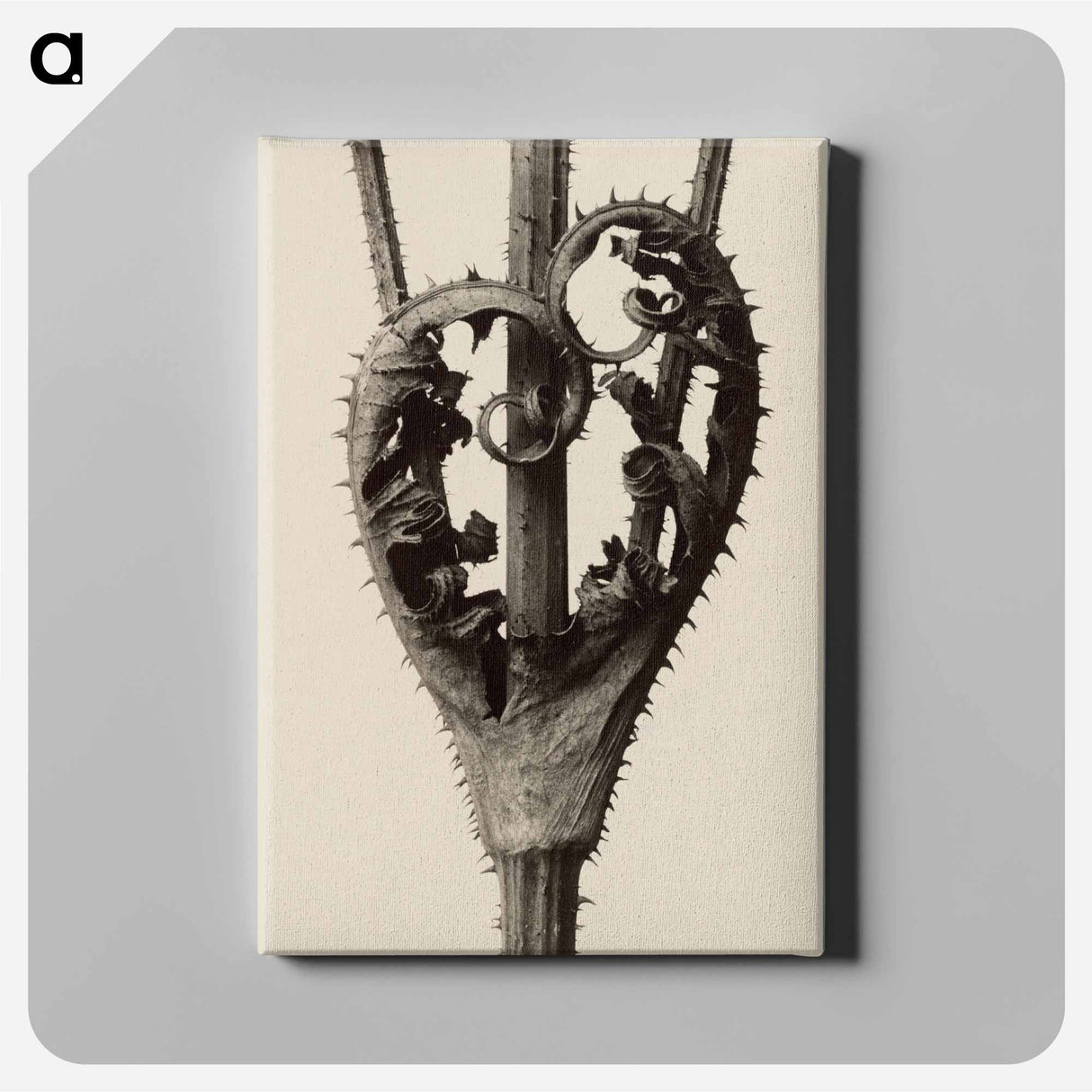 Dipsacus laciniatus - カール ブロスフェルト Canvas.