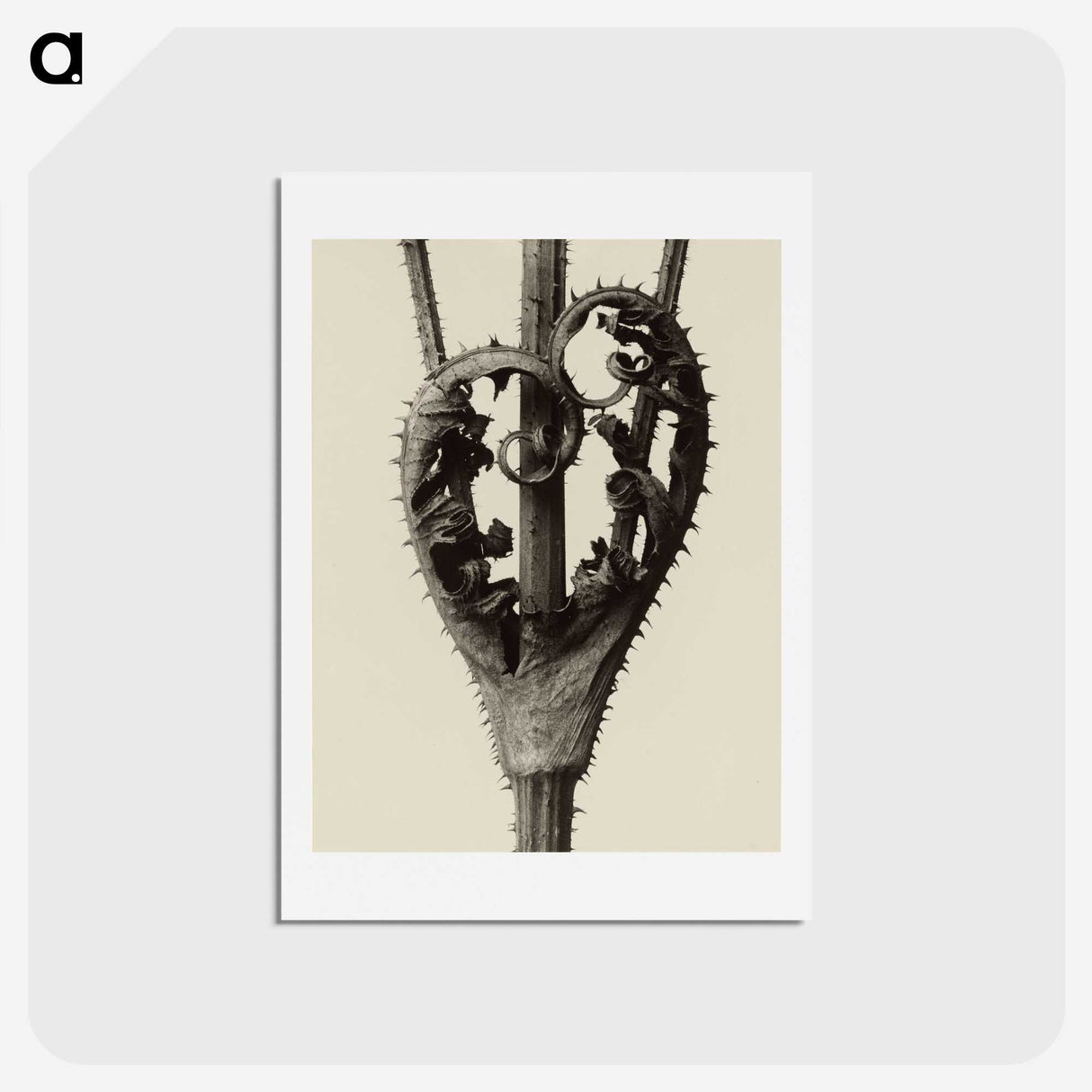 1-42_Karl-Blossfeldt_hagaki