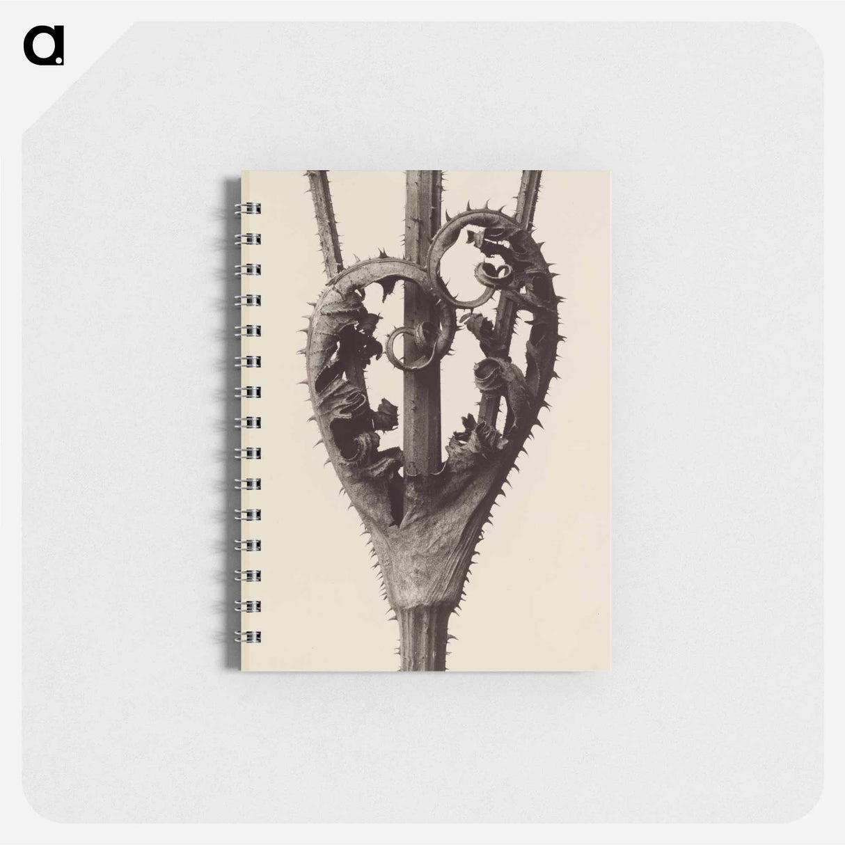 Dipsacus laciniatus - カール ブロスフェルト Memo.