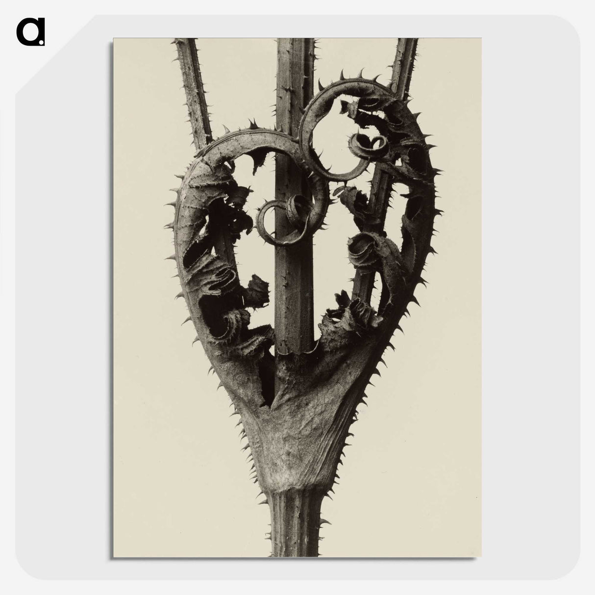 1-42_Karl-Blossfeldt_picture-crop
