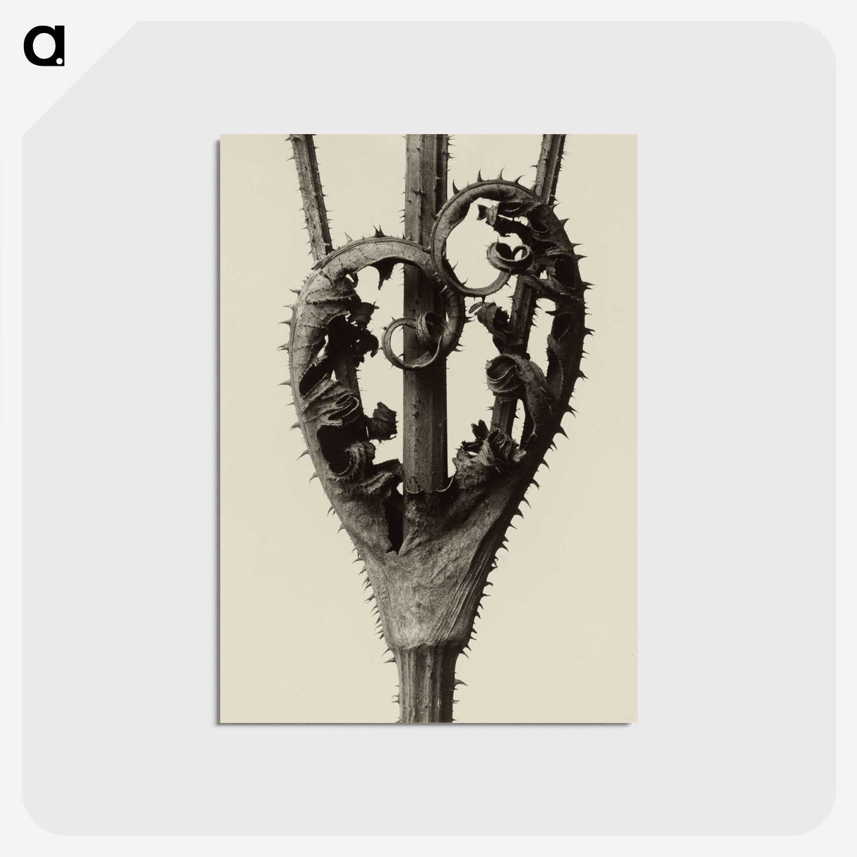 1-42_Karl-Blossfeldt_postcard