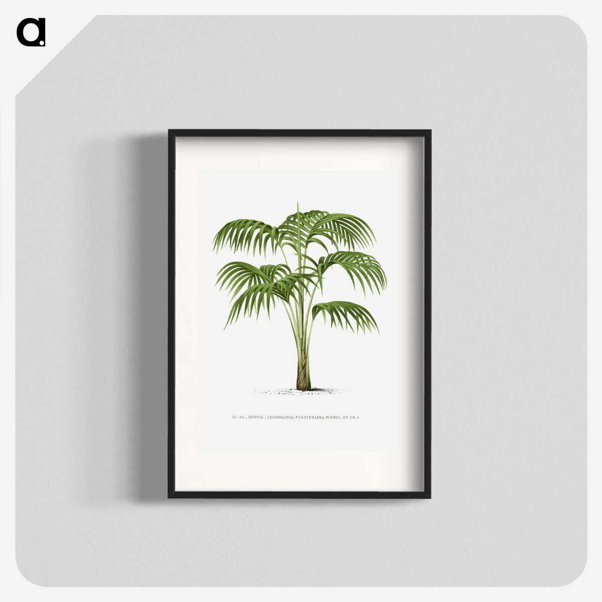 1-42_Les-Palmiers-Histoire-Iconographique_blk