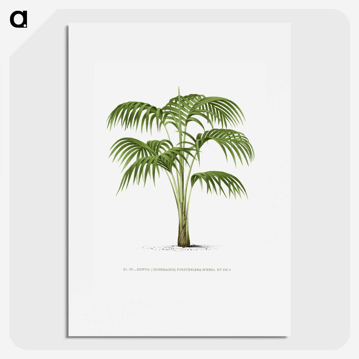 1-42_Les-Palmiers-Histoire-Iconographique_picture