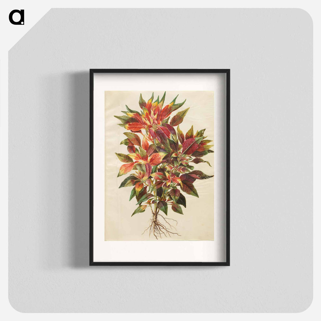 アートポスター-Amaranthus tricolor
- マリア ジビーラ メーリアン Poster.