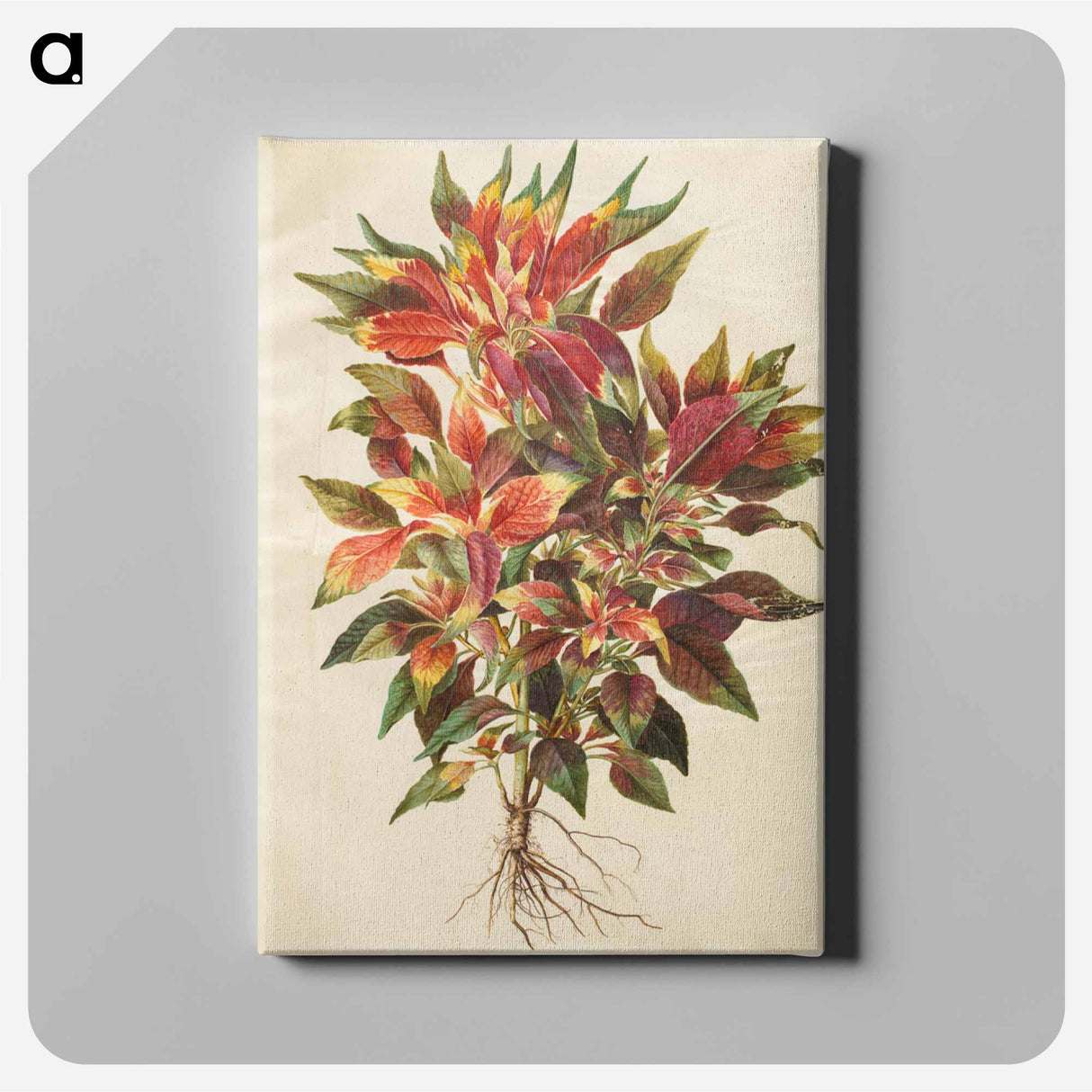 アートパネル-Amaranthus tricolor
- マリア ジビーラ メーリアン Canvas.
