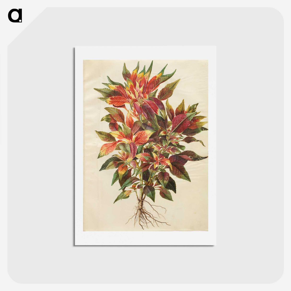 1-42_Maria-Sibylla-Merian_hagaki