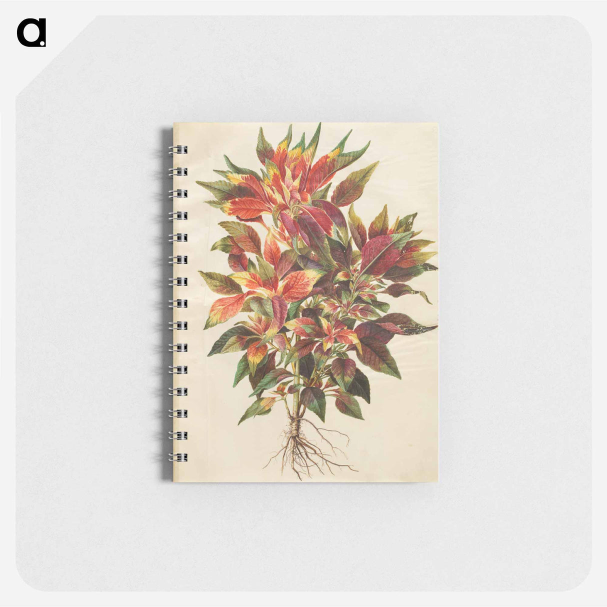 アートメモ帳-Amaranthus tricolor
- マリア ジビーラ メーリアン Memo.
