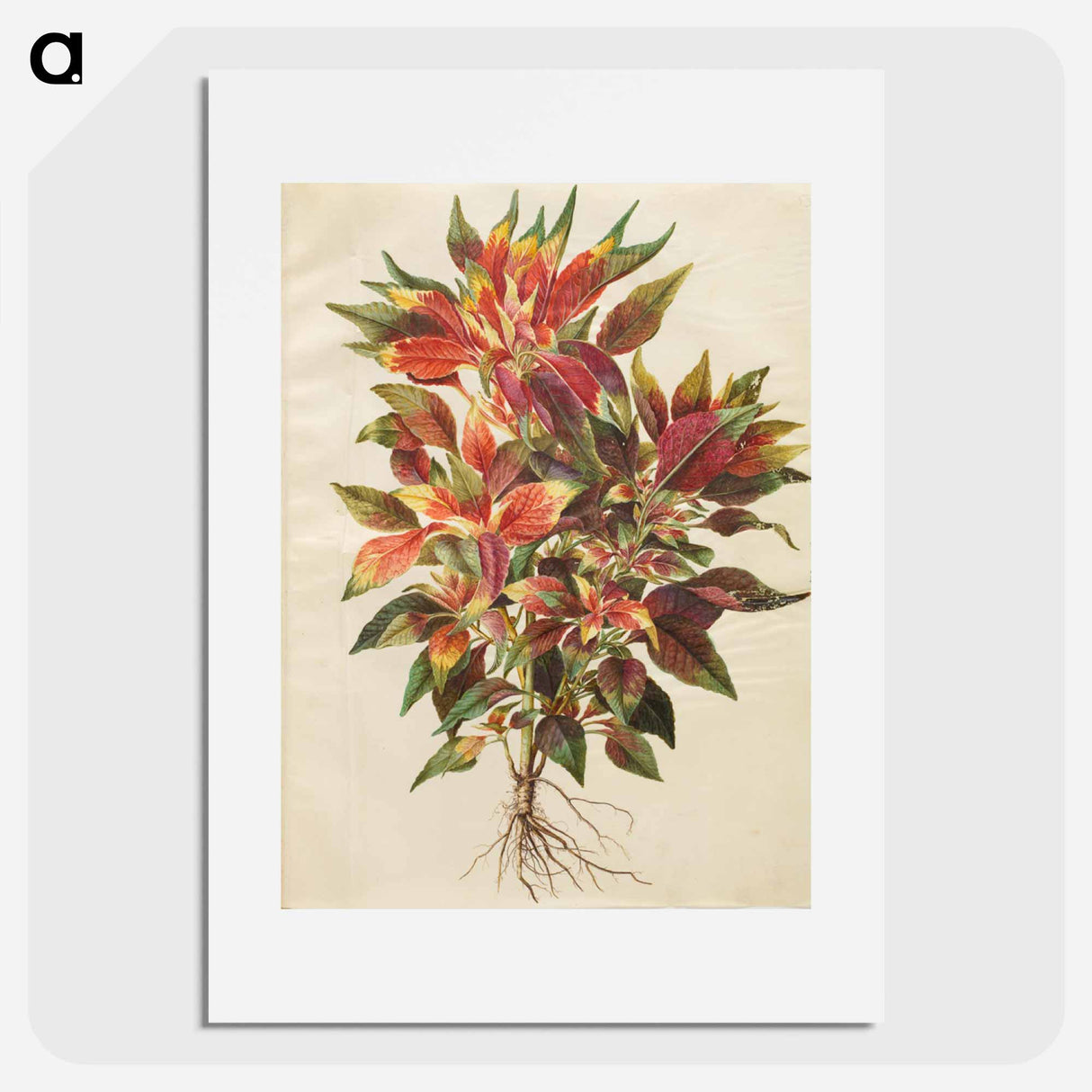 アートポスター-Amaranthus tricolor
- マリア ジビーラ メーリアン Poster.