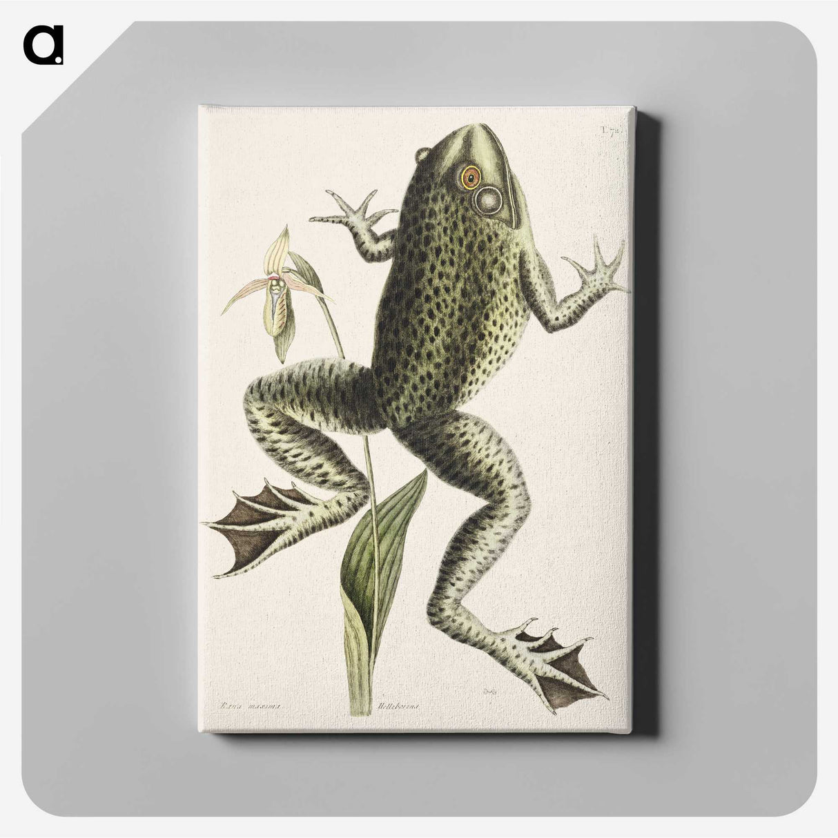 1-42_Mark-Catesby_canvas