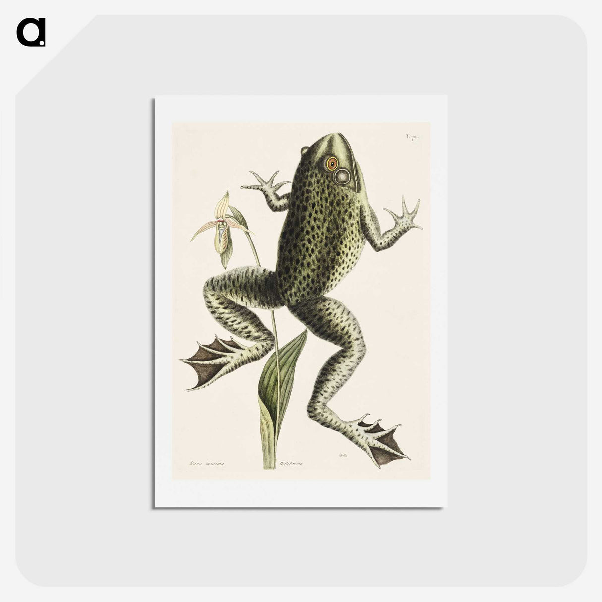 1-42_Mark-Catesby_hagaki