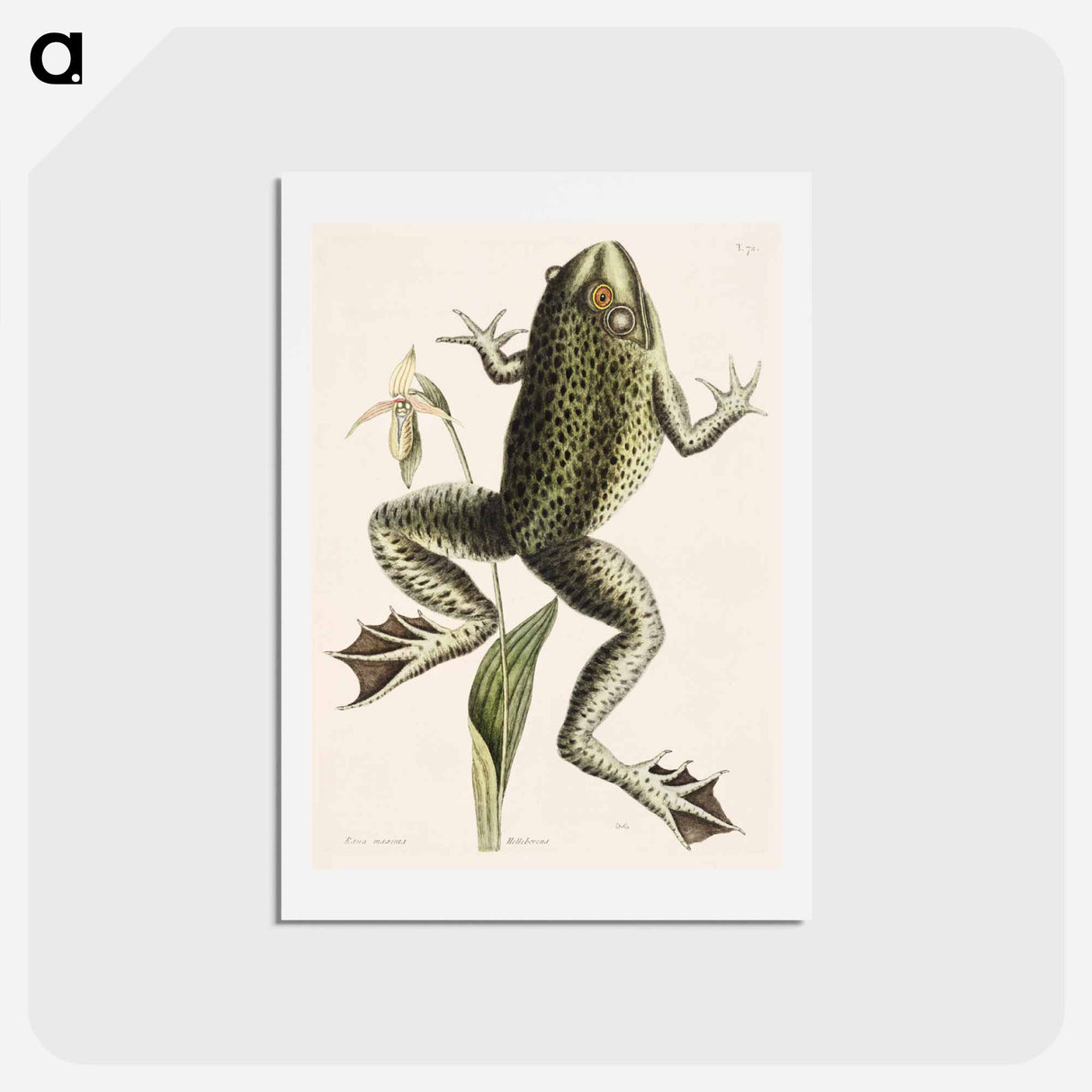 アートポストカード-Bull Frog
- マーク ケイツビー Postcard.