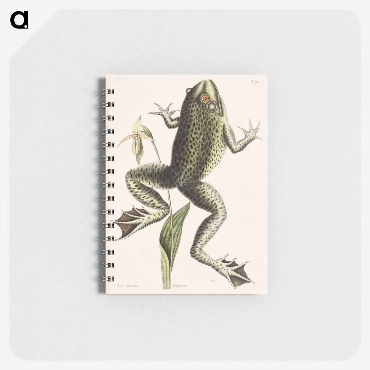 アートメモ帳-Bull Frog
- マーク ケイツビー Memo.