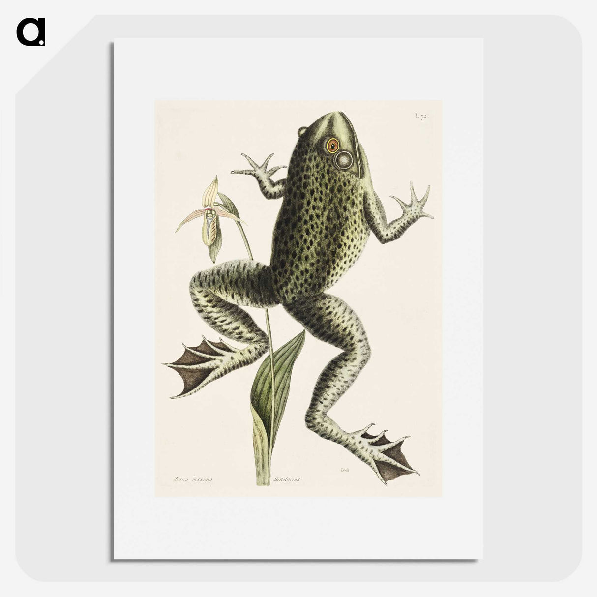 1-42_Mark-Catesby_picture