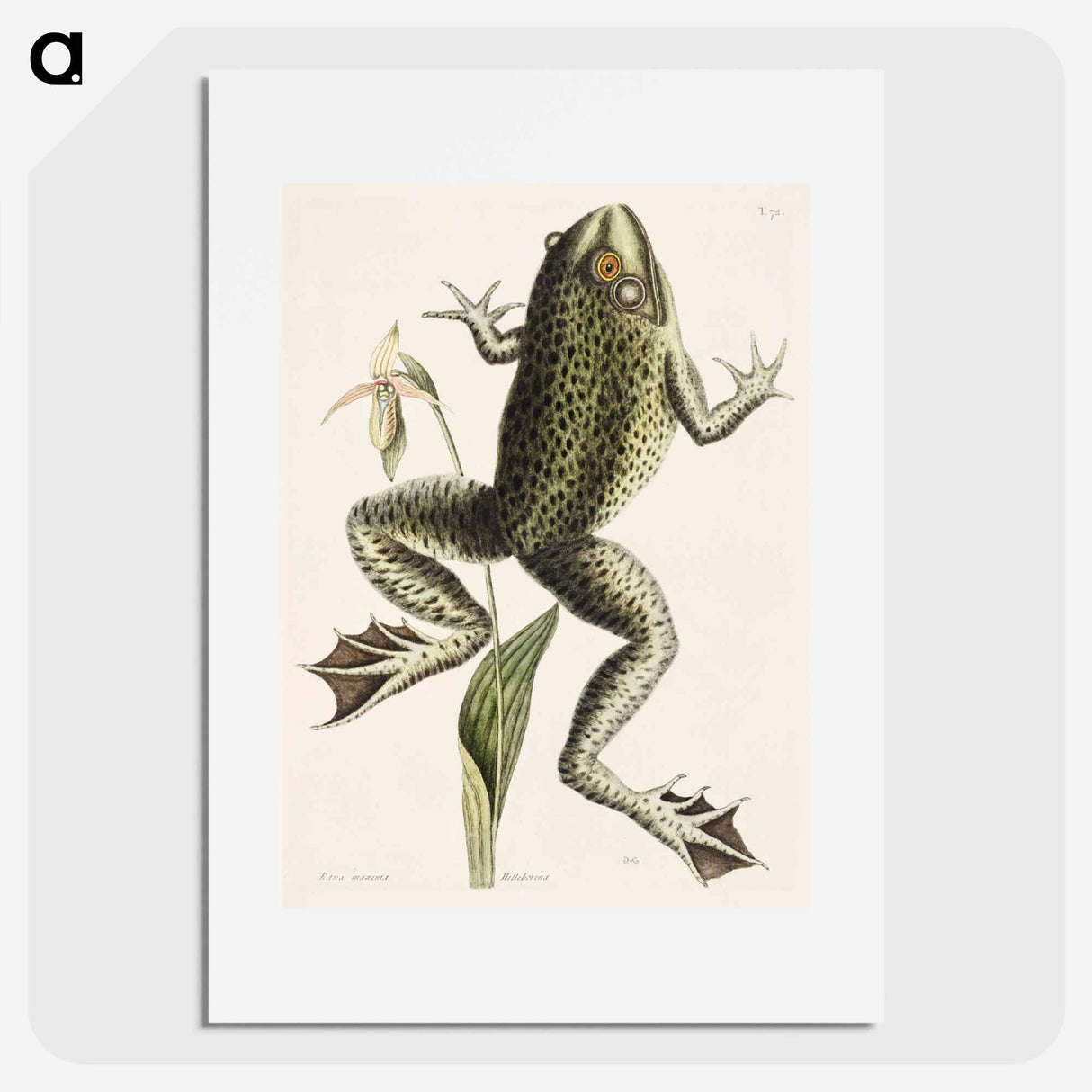 アートポスター-Bull Frog
- マーク ケイツビー Poster.