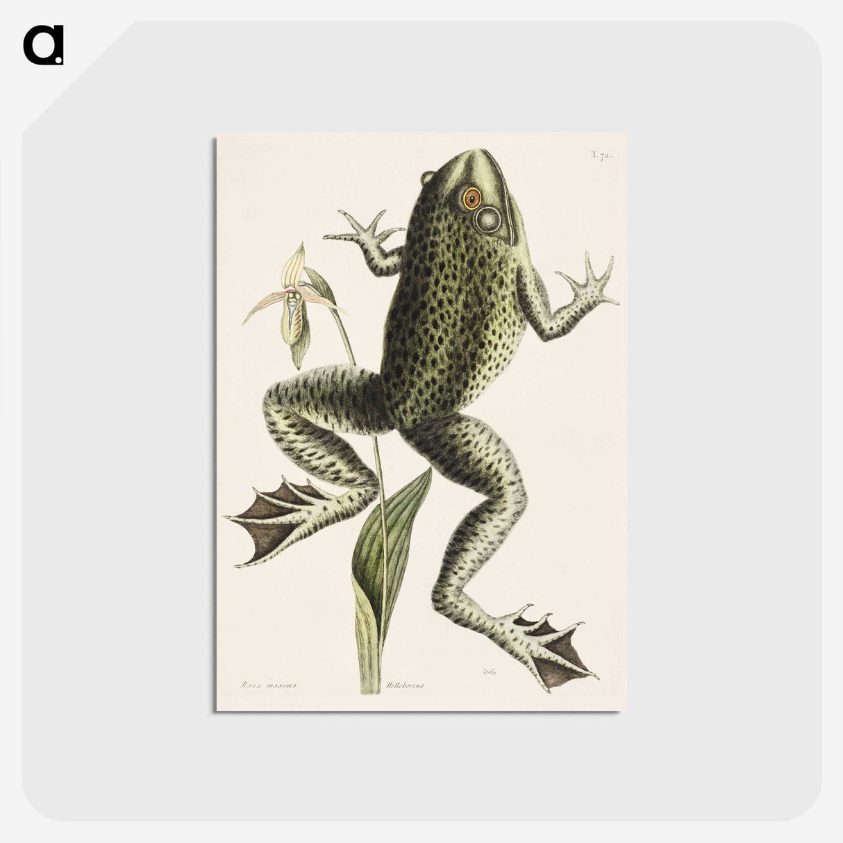 1-42_Mark-Catesby_postcard