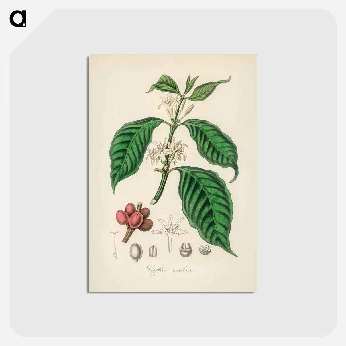 アートポストカード-Coffea arabica
- 薬用植物学 Postcard.