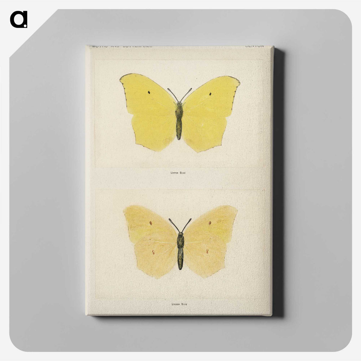 1-42_Moths-and-Butterflies-of-the-United-States_canvas