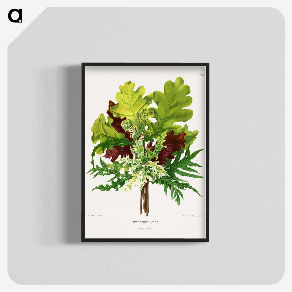 1-42_Nederlandsche-Flora-en-Pomona_blk-crop