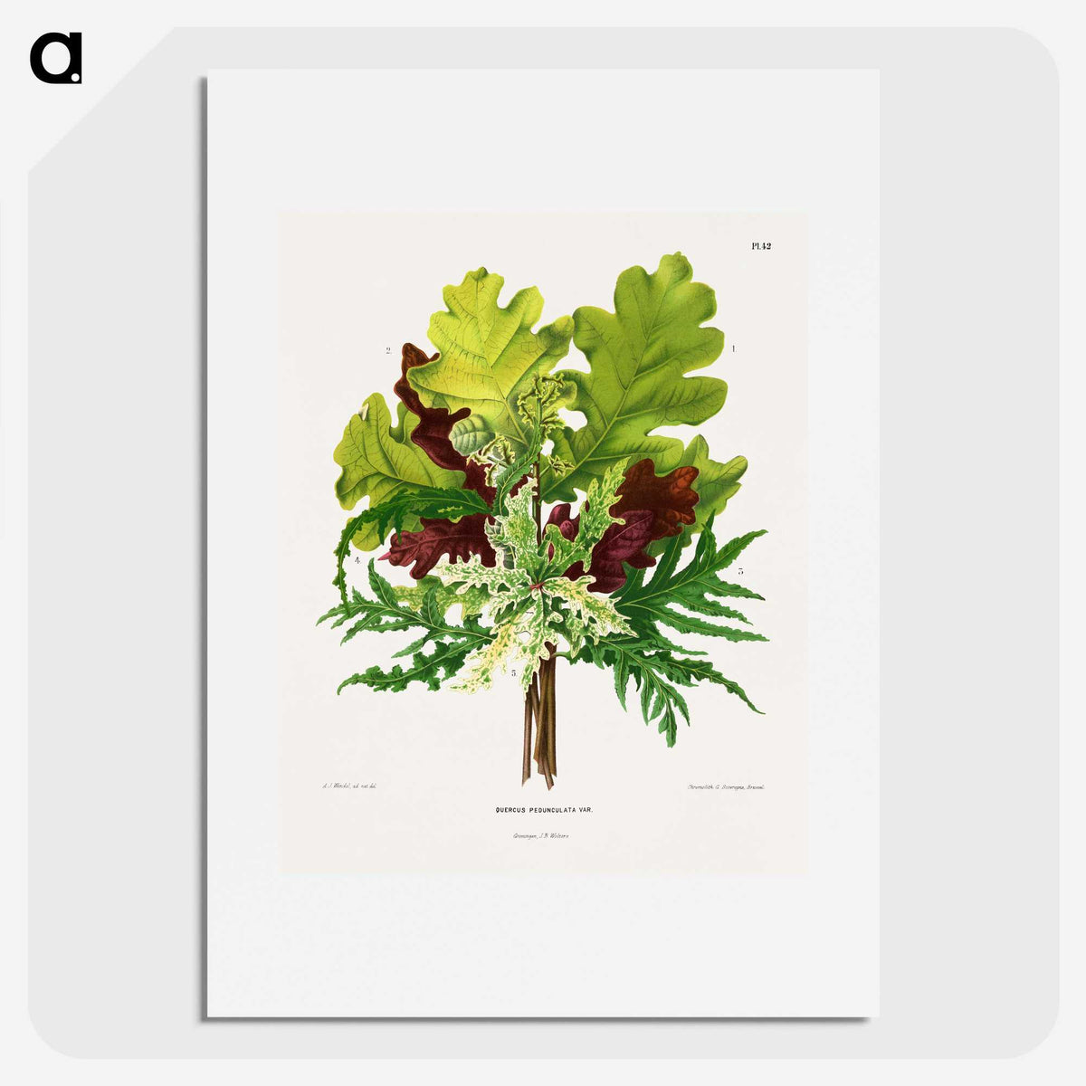 1-42_Nederlandsche-Flora-en-Pomona_picture