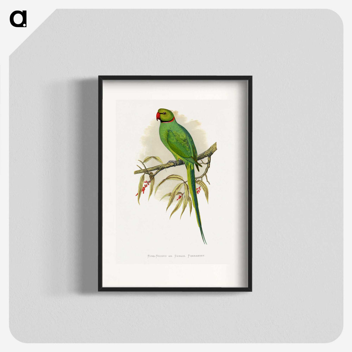 1-42_Parrots-in-Captivity_blk
