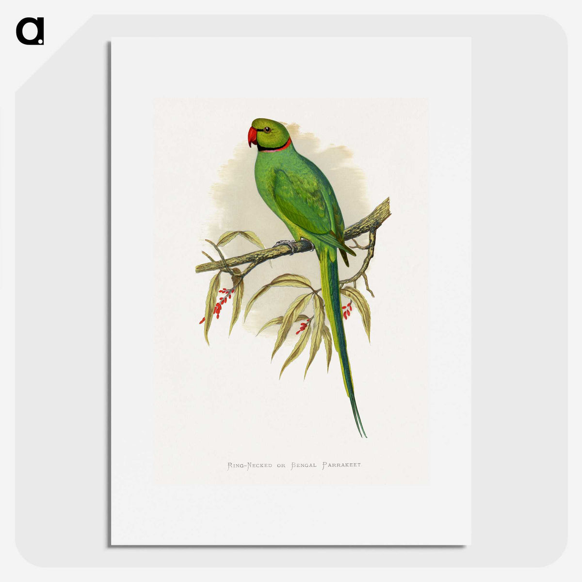 1-42_Parrots-in-Captivity_picture