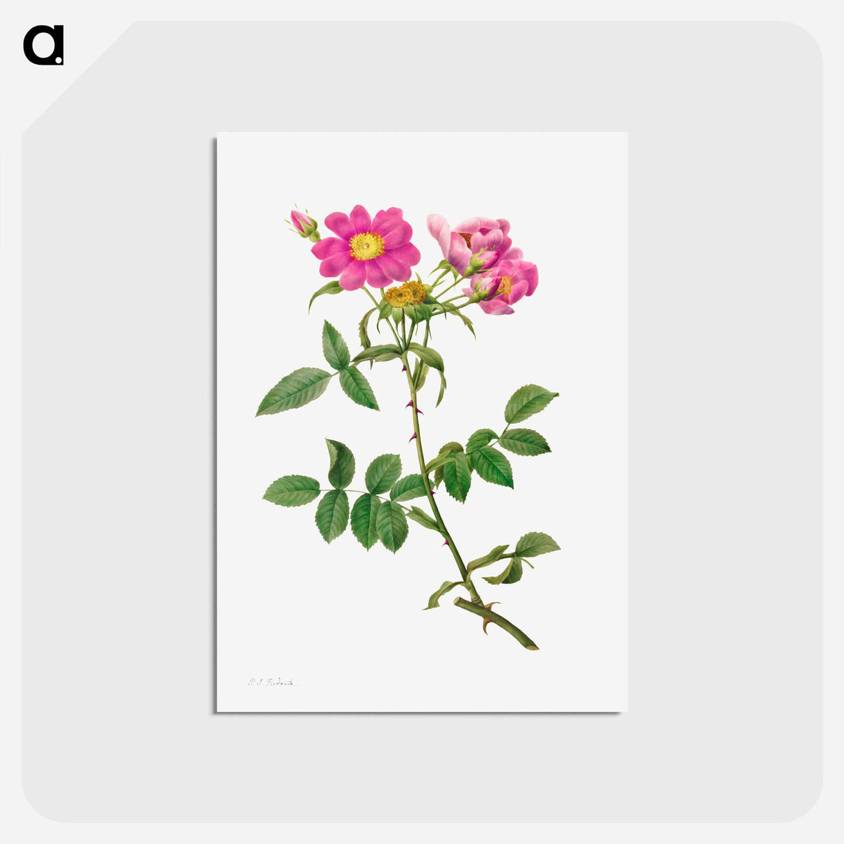 アートポストカード-Rosa Collina Monsoniana - ピエール ジョゼフ ルドゥーテ Postcard.