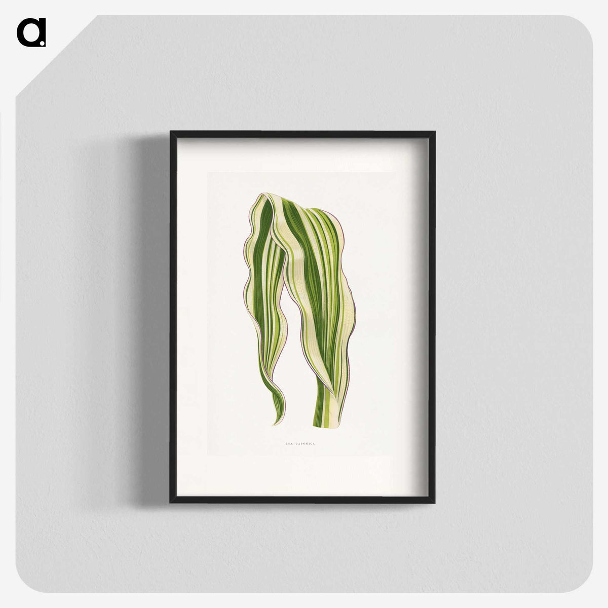 1-42_Plants-with-Colored-Foliage_blk